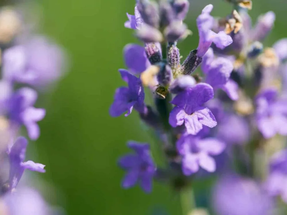imgi_101_Lavender-1000x750