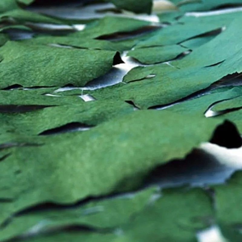 imgi_101_Spirulina--800x800