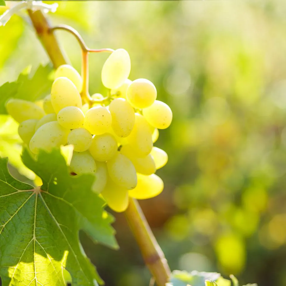 imgi_18_Grapes