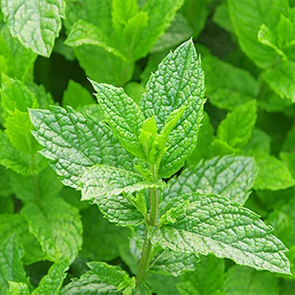 imgi_18_mint-leaves-