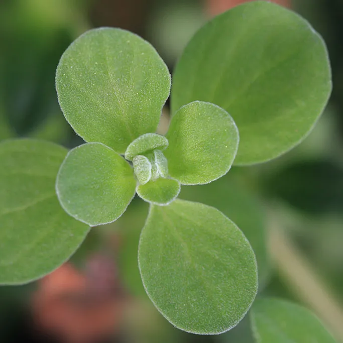 imgi_20_marjoram