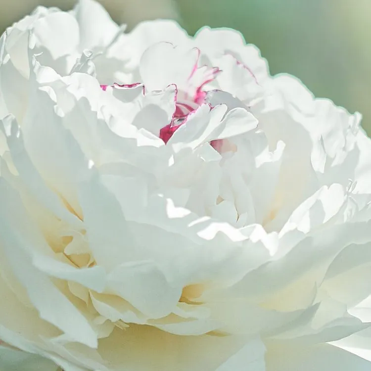 imgi_20_peony-2