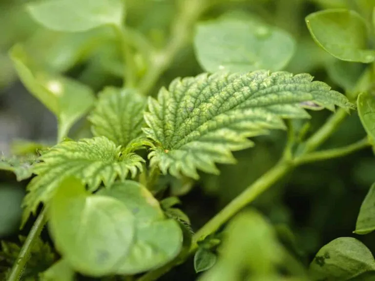 imgi_33_nettle-2-768x576