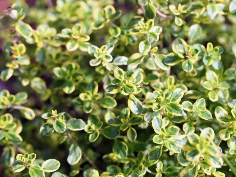 imgi_35_Thyme-768x576