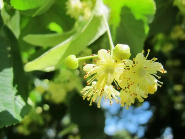 imgi_35_tilia-blossom--768x576
