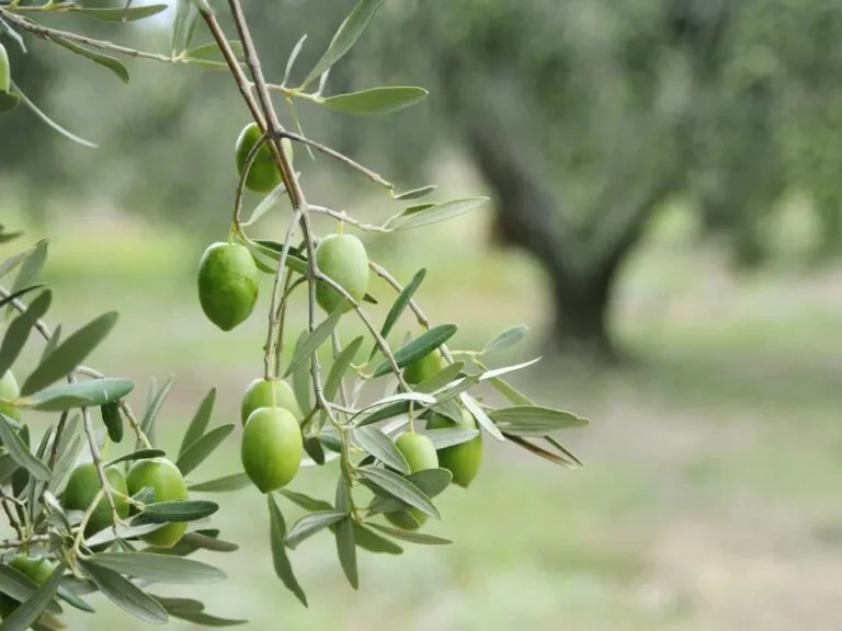 imgi_37_olive-4-768x576
