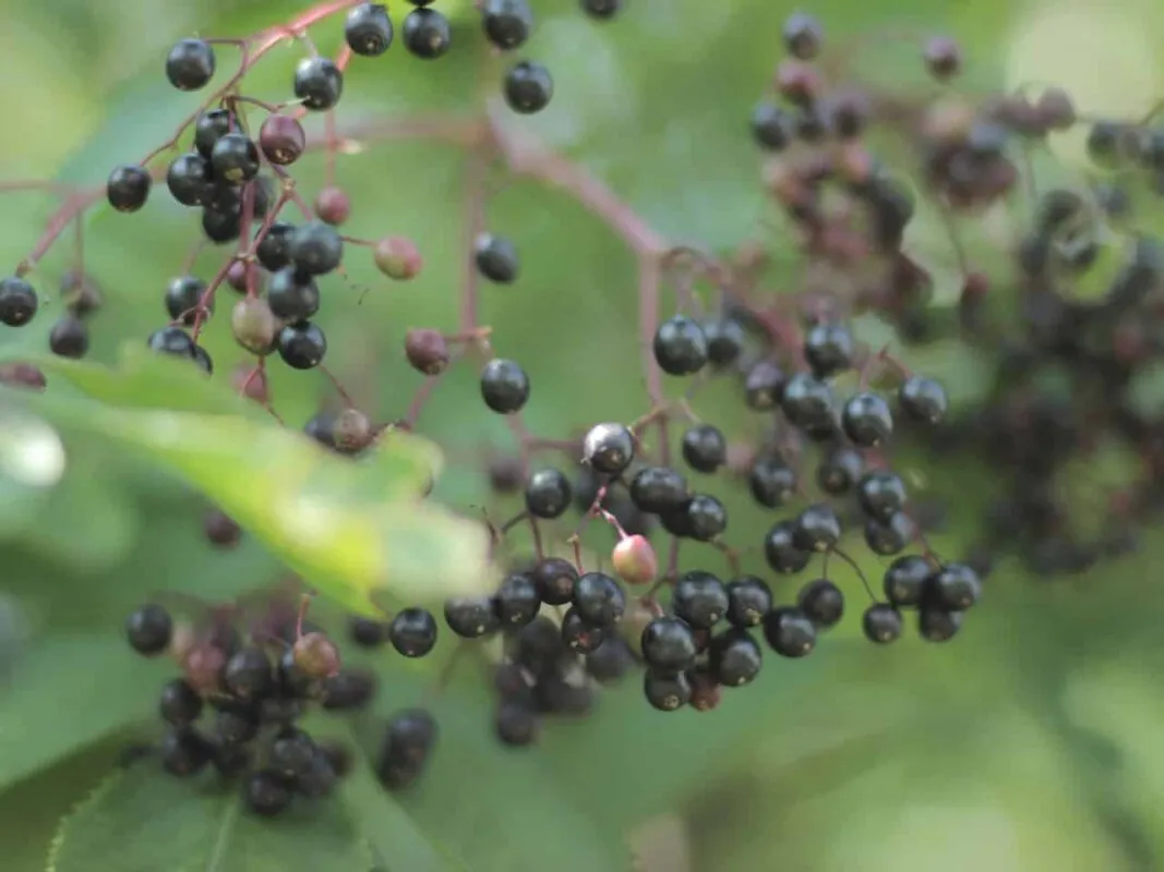 imgi_77_Black-Elder-1-1067x800