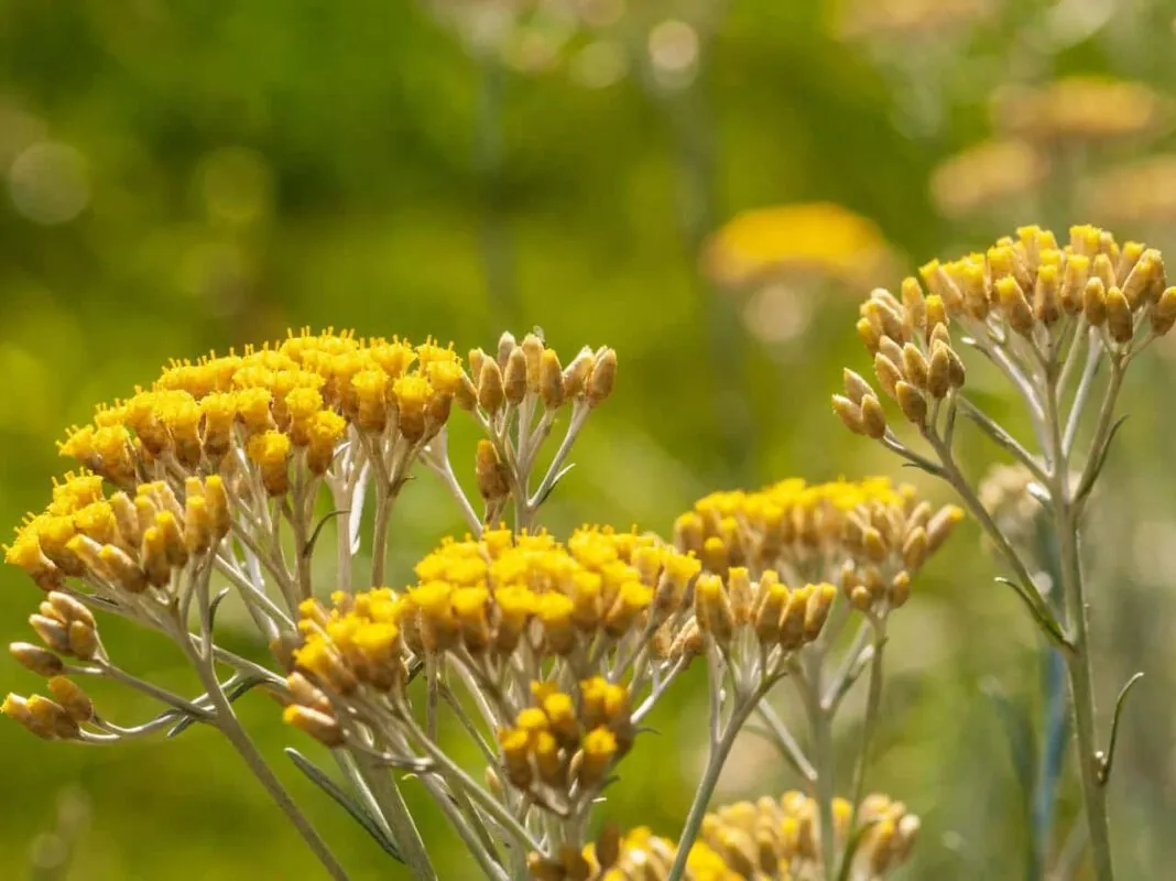 imgi_78_Helichrysum-1068x800