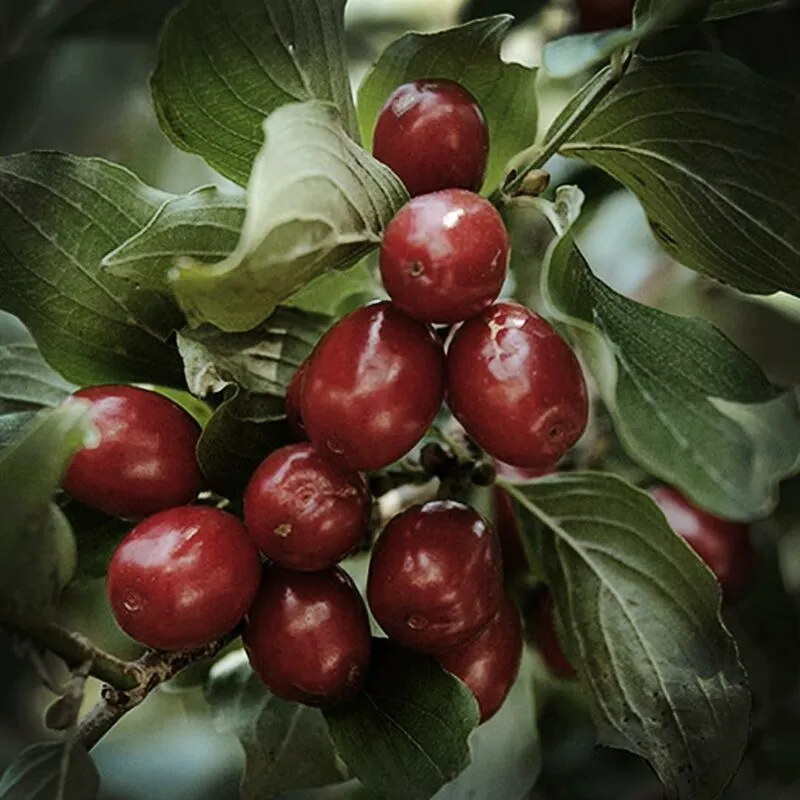 imgi_84_Cornellian-Cherry-800x800