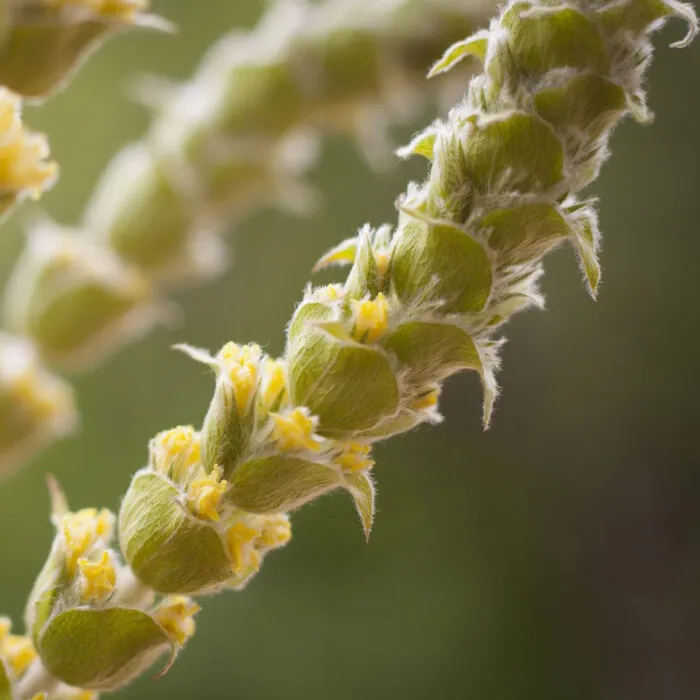 imgi_85_Sideritis-Scardica-1-700x700