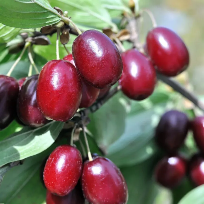 imgi_86_cornelian-cherry-3-800x800