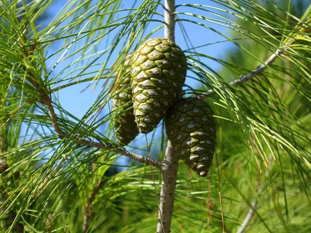 imgi_90_Pine--1067x800