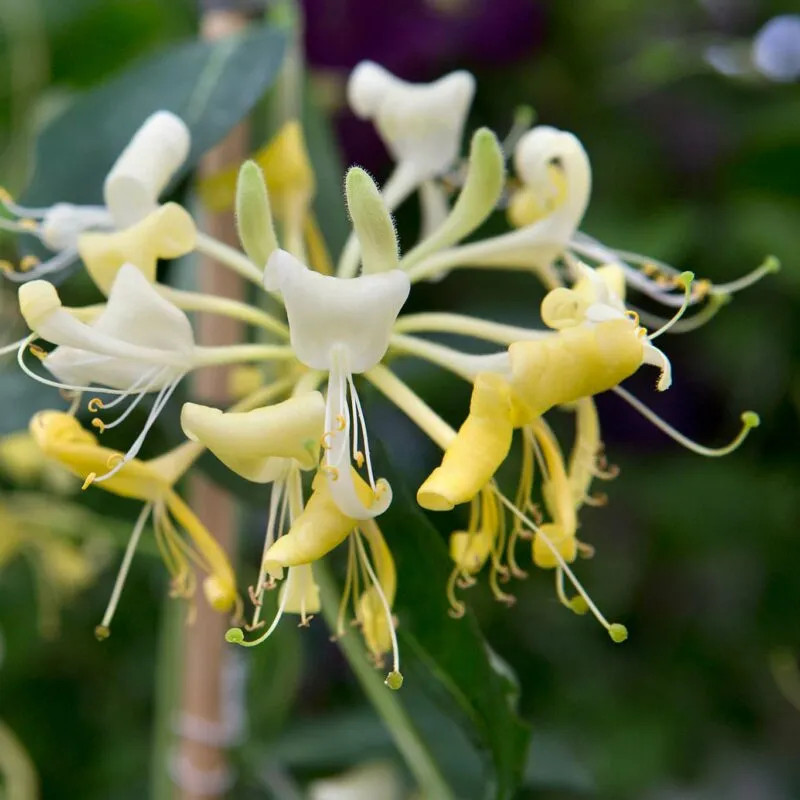 imgi_91_honeysuckle-image-800x800
