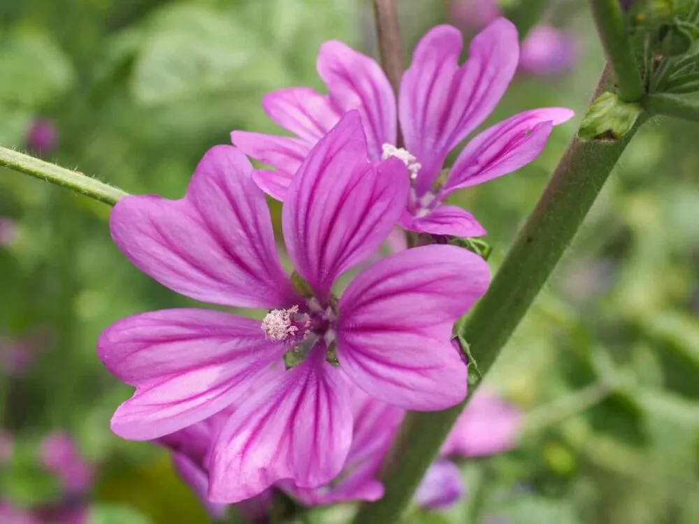imgi_92_Mallow--1000x750