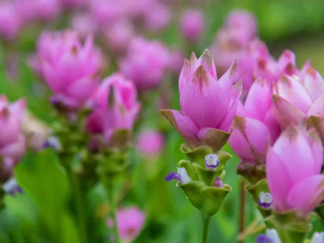 imgi_95_Curcuma-Flower-1067x800