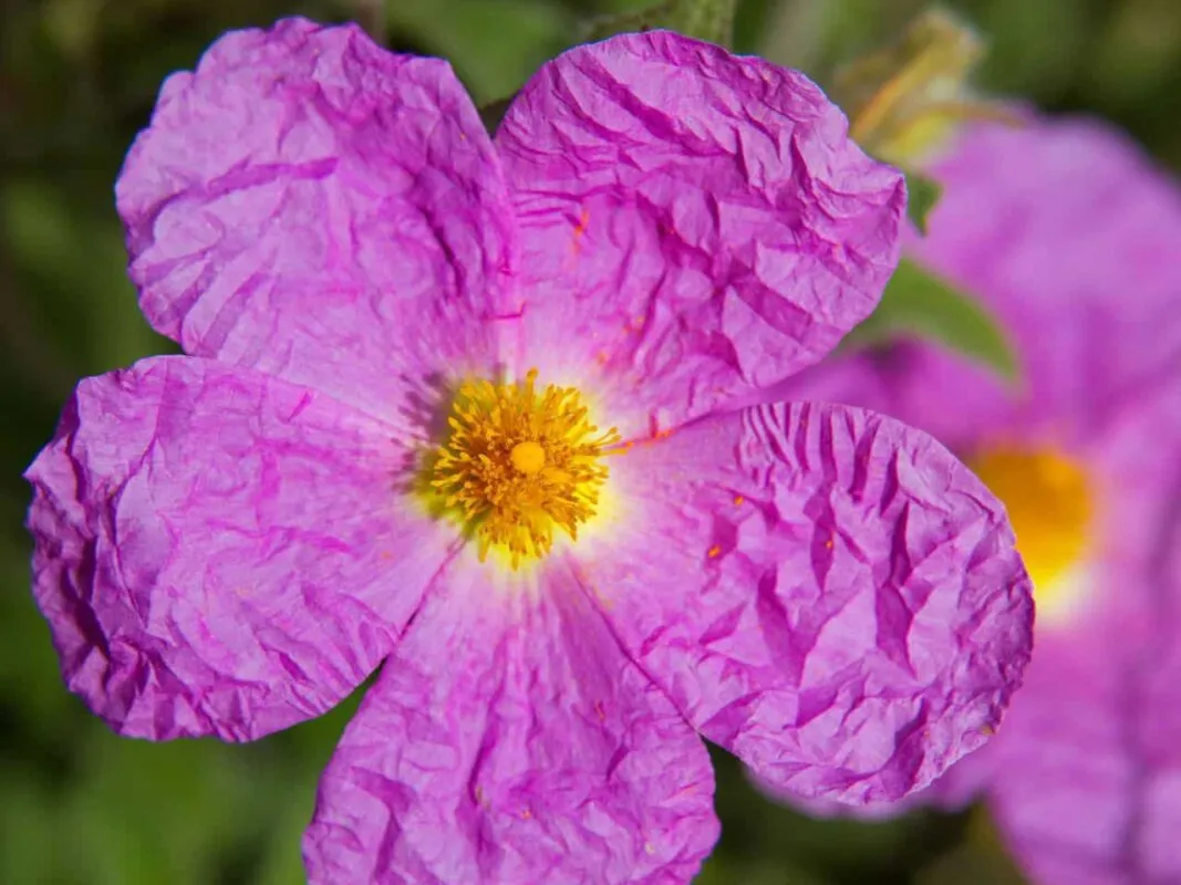 imgi_95_rock-rose-1067x800