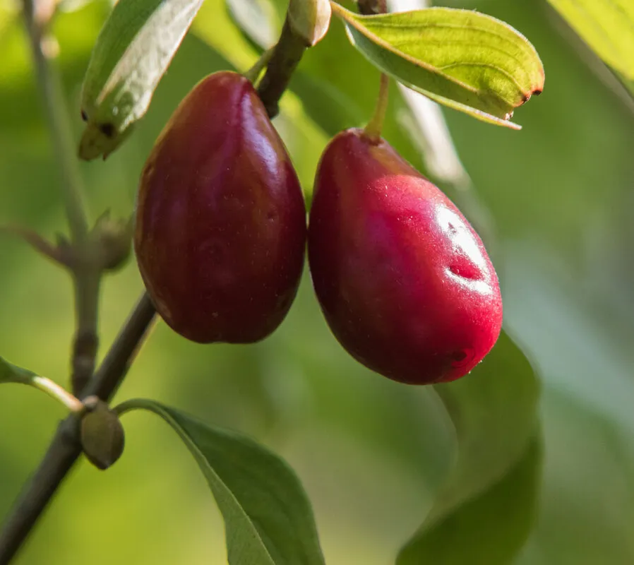 imgi_96_Cornelian-Cherryls-898x800